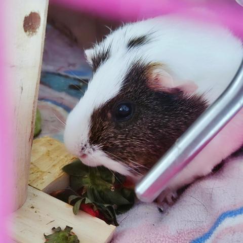 Pikelet, a pretty brown and white guinea pig, munching on the strawberry tops. She's accepted the offering. The world is safe for another day.