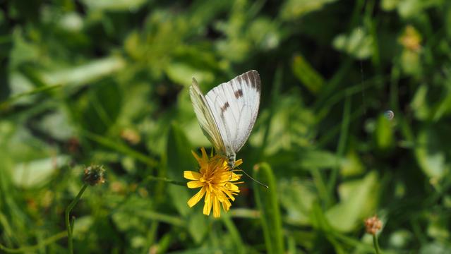 Weißer Falter auf gelber Blüte