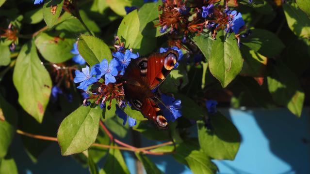 Braunbunter Falter mit Augen auf den Flügeln auf blauer Blüte