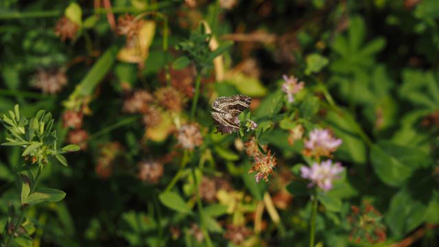 Braun grau gemusterter Falter auf Rosa Blüte