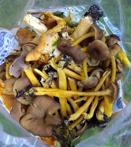 Pussin sisällä suppiksia ja kanttarellejä.