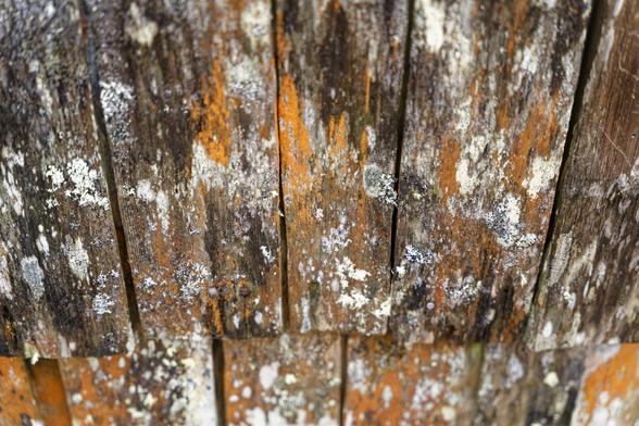 Vertical wood panels that are covered in white and orange lichen. This is the sideboard of The Boat Shed at Dove Lake.
