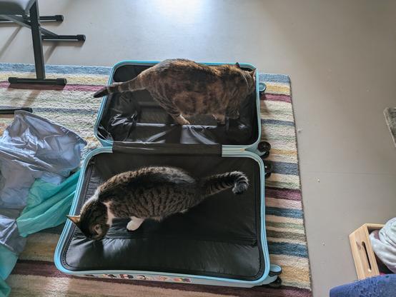 Peridot (large, rusty colored tabby) and Farid (small grey & white tabby) sniffing inside a big bright blue suitcase