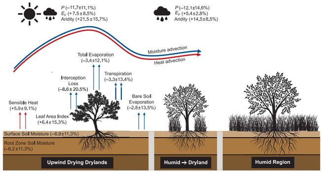 Imagen conceptual de la autopropagación de las zonas áridas hacia terrenos más húmedos. La aridificación de las tierras secas situadas a barlovento, debida tanto a la disminución del P como al aumento de la Ep, provoca cambios negativos en la disponibilidad de agua en el suelo, lo que a su vez se traduce en cambios en los flujos tierra-atmósfera. La reducción de la evaporación y el aumento del calor sensible secan y calientan el aire en las tierras secas situadas a barlovento, lo que, cuando se desplaza a sotavento, provoca una disminución del P y un exceso de Ep en las regiones húmedas situadas a sotavento y, en última instancia, contribuye a la expansión de las tierras secas.