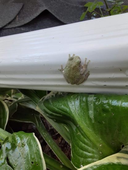 Hyla versicolor clinging to the vertical surface of a rain gutter downspout. Deep green hosta leaves fill the bottom half of the photograph.