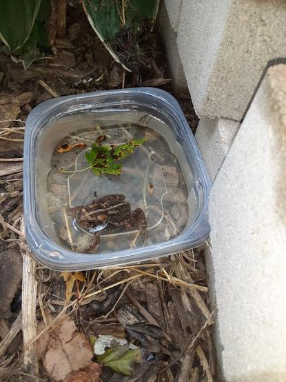 Anaxyrus americanus, or the Eastern American toad soaking in a plastic food container full of water. A maple leaf floats alongside the toad.