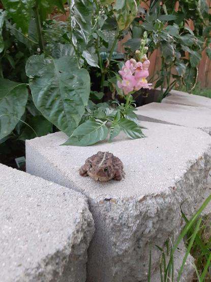 The same toad as pictured before resting on some garden border blocks. In the background are large green hosta leaves and some yellow and pink snapdragon blooms.
