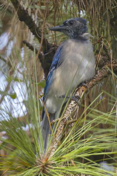 A Blue Jay sits on a pine tree branch. The birb's head is a ratty mess all covered with "pin" feathers still in their plastic-like coatings. Photo by Peachfront. Sep 4, 2024.