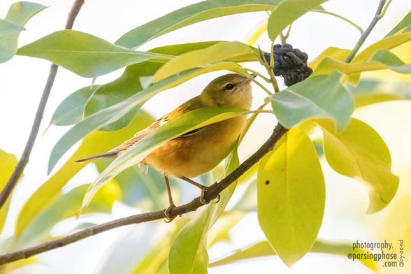 Partly obscured by leaves, a small bay-colored bird checks out a cluster of seeds.