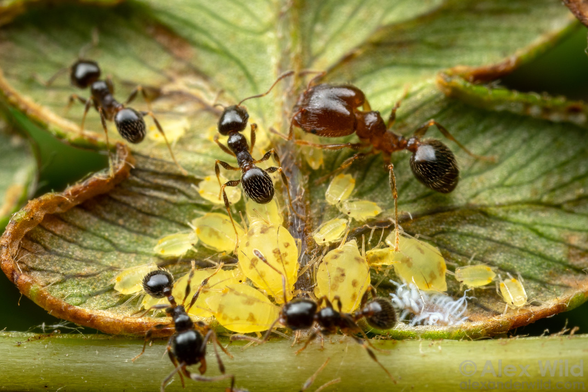 Photograph up close of several small shiny black ants walking armong plump yellow aphids clustered along the veins at the base of a fern leaflet.