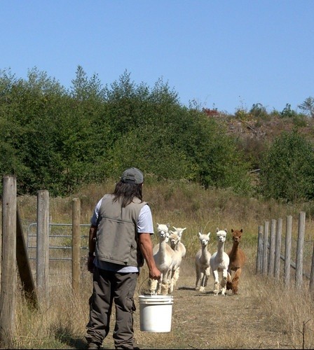 A man holds a white bucket filled with feed as 6 alpacas are running towards him.