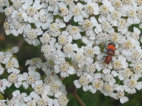 Dense clusters of white flowers on Achillea millefolium. Central part of each blossom is even smaller cluster of white and yellow pollen structures. Surrounding that, are four nearly round white petals. A colorful red, orange and black beetle crawls across the flowers. Photo copyright Crystal Strouse.