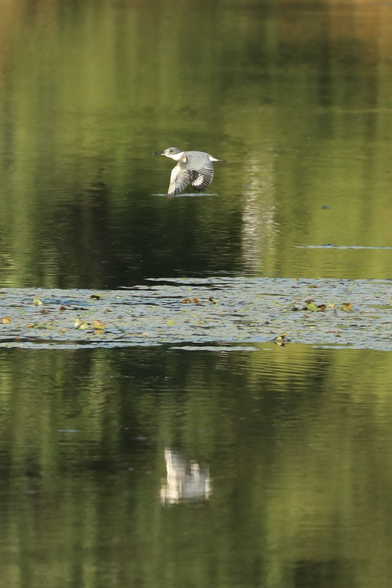 A Belted Kingfisher, showing light and dark shades of grey plus patches of white, flying to the left of the camera low over greenish water, with a fuzzy inverted reflection below it.