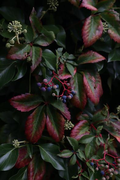 Autumn's Scarlet Symphony
