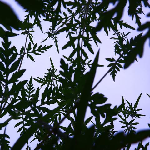 Silhouettes of Nature