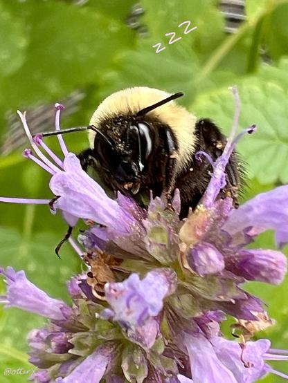 Closeup of a chunky n fluffy bumblebee sleeping on the purple hyssop flowers—each flower is small, and they bloom in clusters, like mint flowers. The leaves also resemble mint’s.