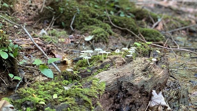A mossy log with a bunch of little white mushrooms at the far end.