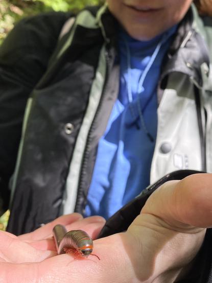 A human hand holding a millipede. The millipede's body is dark green with a thin bright red segment between its body and head.  Its antennae are also red along with all of its legs