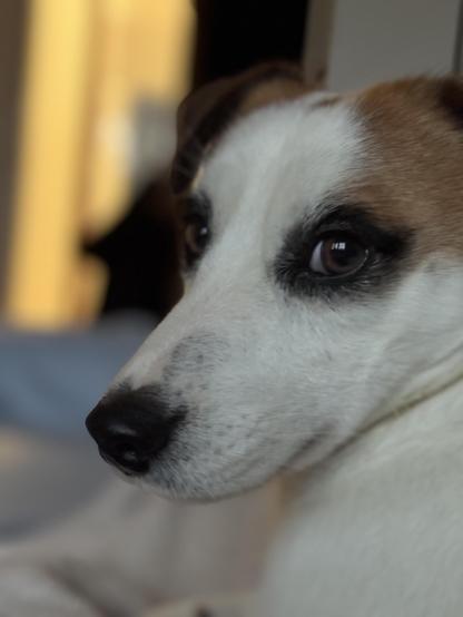 The image shows a close-up of a dog's face, specifically a small to medium-sized dog with white fur and brown patches around the ears and eyes. The dog's expression appears to be calm and somewhat inquisitive, with its gaze directed towards the camera. The breed of dog is Jack Russell Terrier.