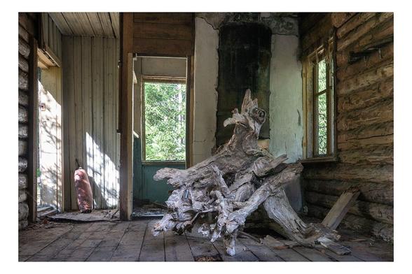 Photo taken inside the ruin of a small cottage: An the center there is a huge wooden beast, the winding roots of a tree. It It sits of the partly broken wooden floor and seems to look out of the window in the wooden wall on the right side. There is another window in the wall opposite the camera, and a doorway in the left corner. The window panes and the actual door are missing. The sunlight is shining in through the door. It illuminates a faded red fire extinguisher leaning against the wall.