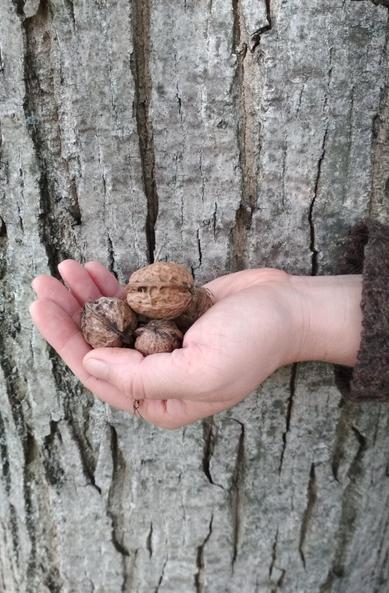 A close-up of a person's hand gently holding a few freshly harvested walnuts. The hand is in front of a textured tree trunk, showing the rugged bark. The walnuts are in their natural, unprocessed state, and the scene is set in natural lighting. The image evokes an earthy, rustic feel, with elements of nature and simplicity.