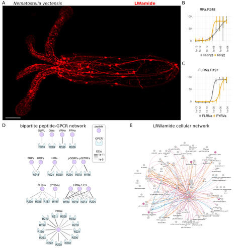 Reconstruction of peptidergic networks in the cnidarian Nematostella vectensis. (A) Transgenic labeling of neurons expressing an LWamide neuropeptide. (B-C) Ligand activation curves of a Nematostella RPamide (B) and FLRNamide (C) receptor activated by two different peptides with different dose-response relationships. (D) Bipartite neuropeptide-GPCR interaction networks for all known Nematostella peptidergic signaling pairs. (E) Cellular signaling networks between LRWamide-expressing cells and cells expressing one of four LRWamide receptors. Edges are colored by receptor type in the target cell.