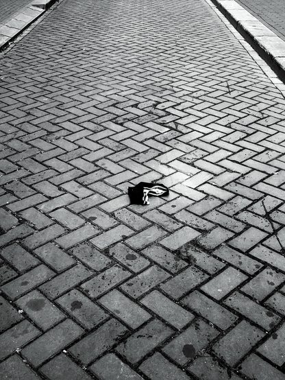 Monochrome photo of a pair of black and white men's underwear found lying on the ground in the middle of a brick laid street in Amsterdam.