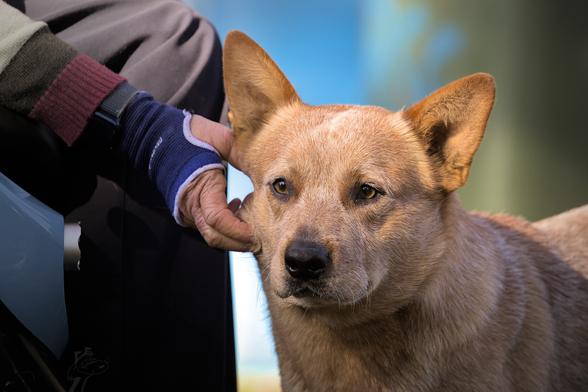 Byron the Red Australian Cattle Dog stares pensively into the distance as his owner gives him a gentle scratch on the cheek.

The photo is a relatively tight shot of just Byron's face. The background is in such soft focus that no detail is discernible. Byron is looking just slightly to the left of shot and, while his eyes are alert and his ears are pricked, he seems quite calm and relaxed; which is likely related to the hand that can be seen to the left of frame, which is reaching in and scratching him on the cheek.