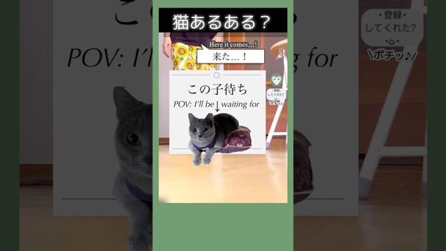 【 猫 あるある？】思わせぶりな猫🐈‍⬛#pov I’ll be waiting for my cat→ !?  #猫　#シャルトリュー　#chartreux  #hilarious #あるある