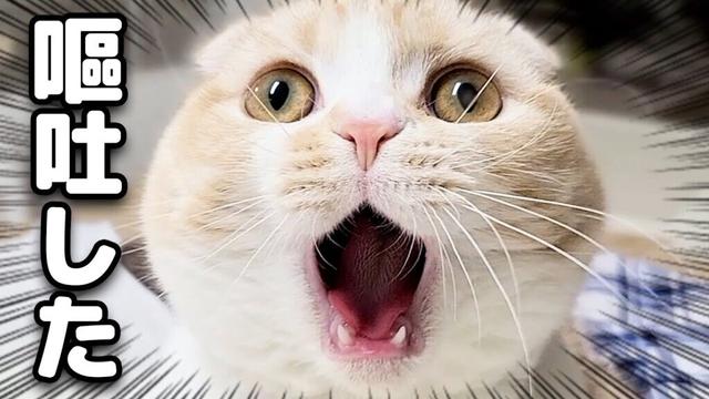 嘔吐して調子が悪いようです...