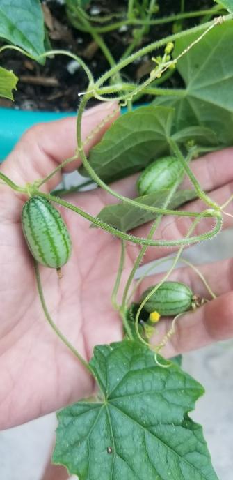 My left hand holding up vine of cucamelons.