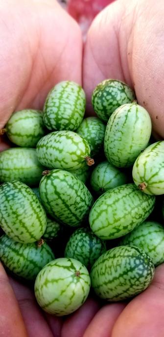 My hands cupped & holding several harvested cucamelons.