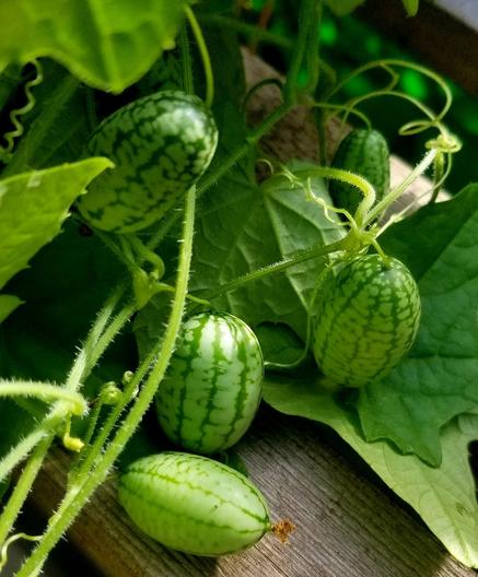 Cucamelons growing on vine.