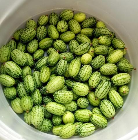 A repuposed ice cream bucket, filled with harvested cucamelons.