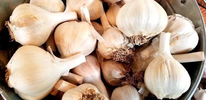 Garlic for sale, in a aluminum bucket.