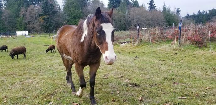 A brown horse with white & mark markings walking towards me. A few black sheep are grazing in the background.
