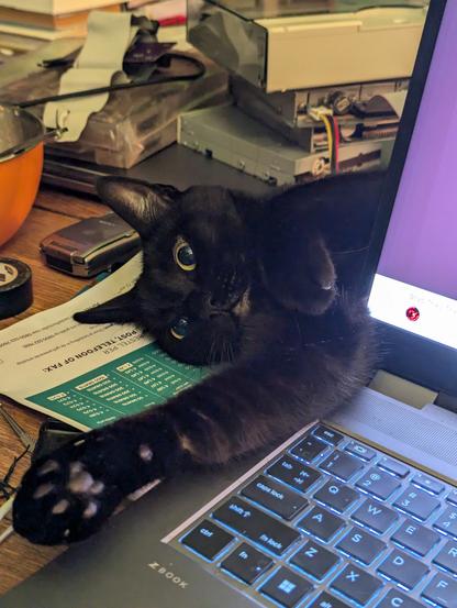 A picture of a black cat stretched out behind and to the side of a laptop. The cat has their paw stretched out, and looks vaguely menacing.

For very cute levels of "menacing"