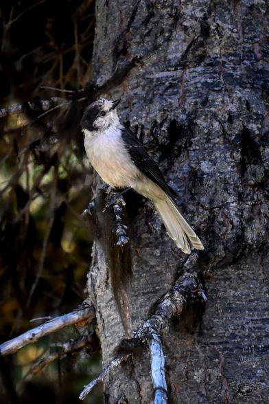 A gray jay perched on a small branch from a larger tree trunk in the background.