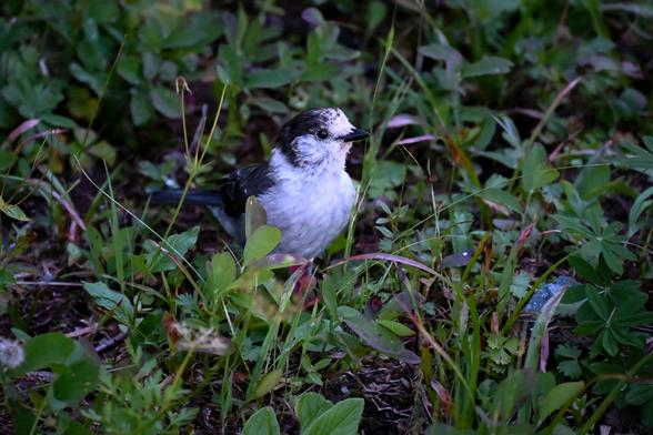A gray jay on the ground which is covered by low growing alpine plants..