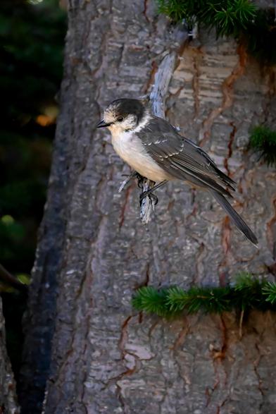 A gray jay perched on a small branch from a larger tree trunk in the background.