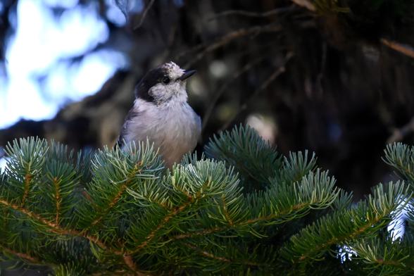 A gray jay perched on a branch of subalpine fir.