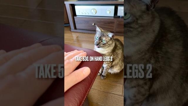 #オットマン で #パパと遊ぶ と #夢中になりすぎて #舌しまい忘れ ちゃうにゃ❗️#後ろ足立ち 楽しいにゃ‼️#遊ぶ猫 #egyptianmaucat #エジプシャンマウ #shorts