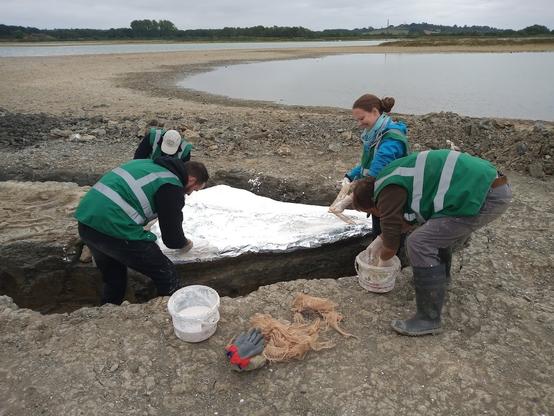 A team of happy people excavating a large skeleton, applying plaster of paris to the massive skull about 2 metres long.