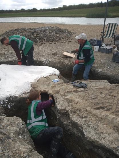 A team of happy people excavating a large skeleton, applying plaster of paris to the massive skull about 2 metres long, with one person in a trench digging under a section of the body, with many large bones visible and a lake and fields in the distance.