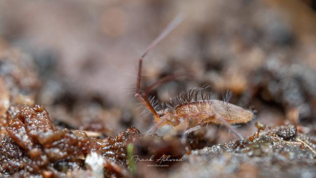 A photograph of a slender-bodied springtail with long antennae and a hairy back, walking on the surface of some decaying wood.