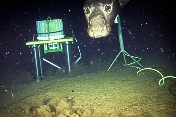 underwater photo showing scientific instruments on the sea floor and a head of a seal in the background