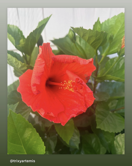 Red Chinese hibiscus flower in the centre of the frame with its stamen protruding, surrounded by green leaves framing the flower. A white fence can be seen in the top left of the frame.