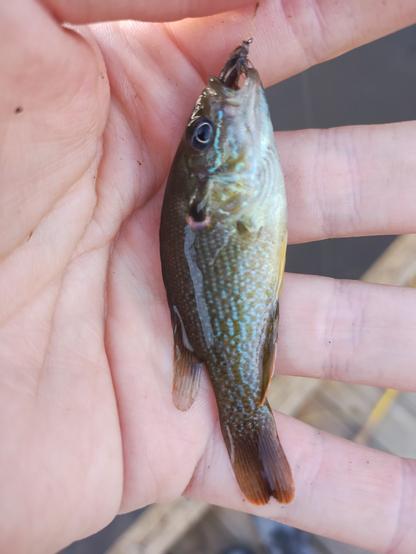 A small green sunfish in a person's hand