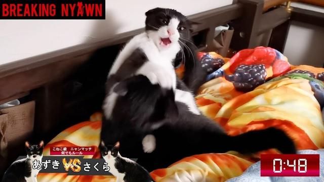 寝ようと思ったらブレイキングニャウンが始まる子猫暴れ絶頂期の夜が厳し過ぎる🐈【仲良し子猫姉妹の成長記録】