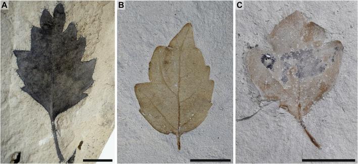 Images of apical leaflets of Nekemias mucronata sp. nov. (A) Complete leaflet corresponding to the holotype MGB 33090. (B) Paratype, MGB 85001b showing rounded base and a mucro at the tooth tip. (C) Paratype, MGB 85002 displaying craspedodromous secondary venation pattern. Scale: 1 cm.